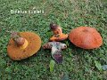Suillellus queletii-amf304-1